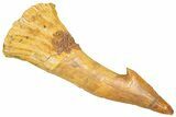 Bargain, Fossil Sawfish (Onchopristis) Rostral Barb - Morocco #366680-1